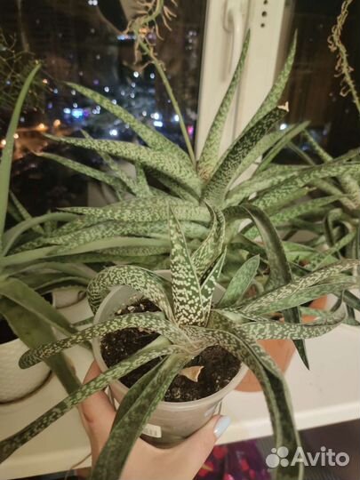 Комнатные цветы алоэ