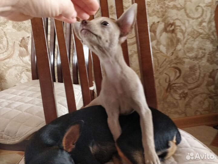 Щенки русский той-терьер