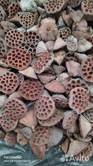 Лотос сухоцвет оптом и штучно, коробочка