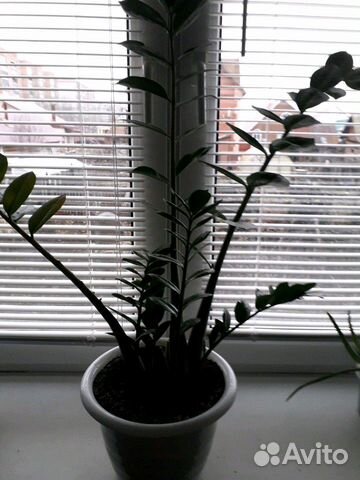 Замиокулькас