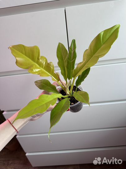 Филодендрон Голден Крокодил