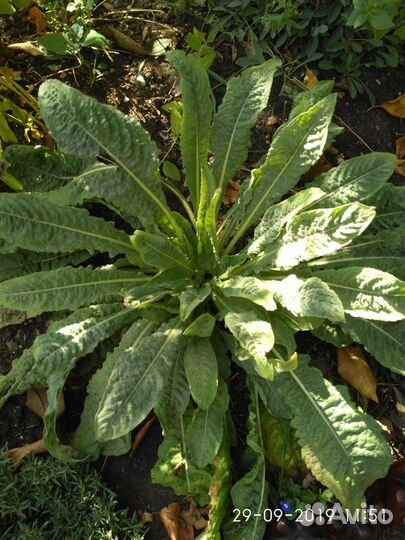 Цветы открытого грунта