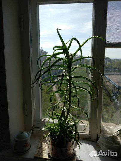 Алоэ,алоэ Вера (с детками)