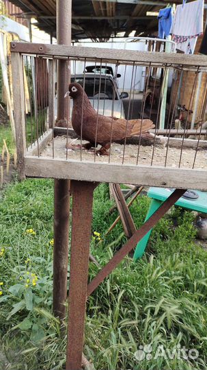 Голуби Краснодарские бойные