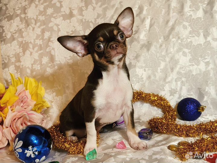 Юоня, девочка чихуахуа