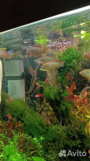 Хромис красавец, рыба аквариумная