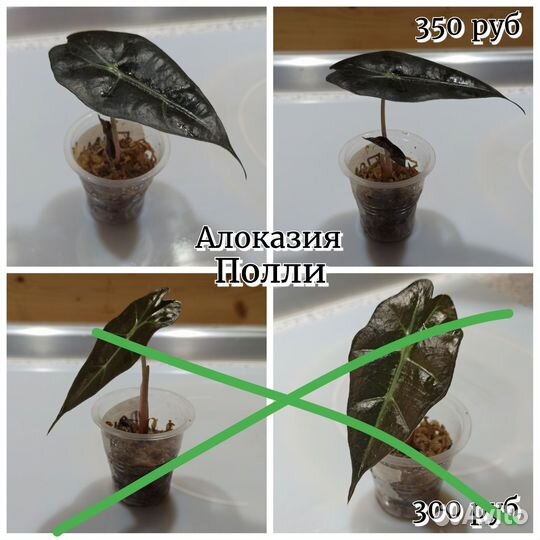 Детки алоказий