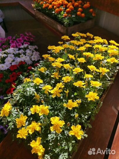 Петуния, Бархатцы