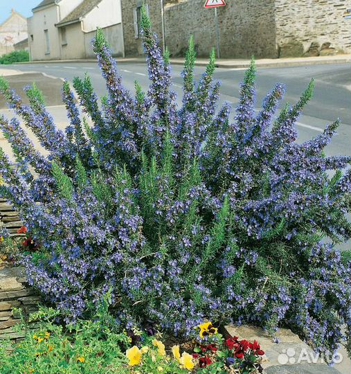 Многолетние садовые растения