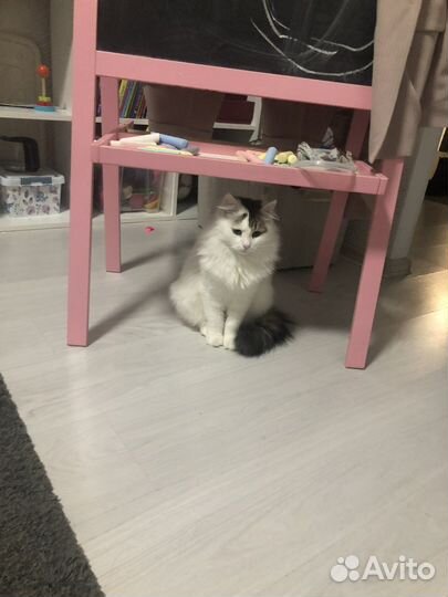 Кошка 1.5 года