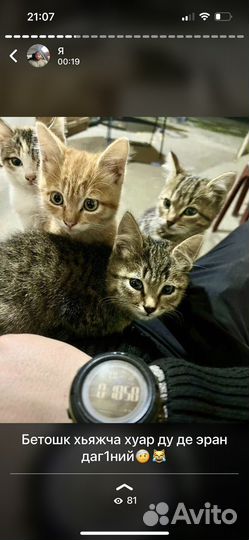 Котята бесплатно