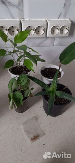 Набором комнатные растения