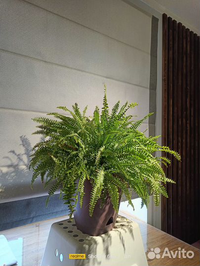 Хлорофитум