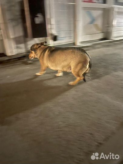 Потерялась собака