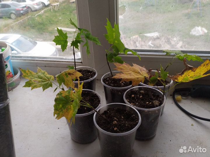 Красный канадский клен