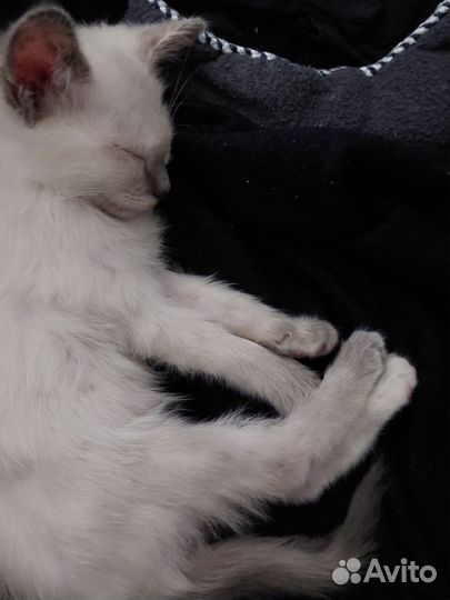 Раздам котят