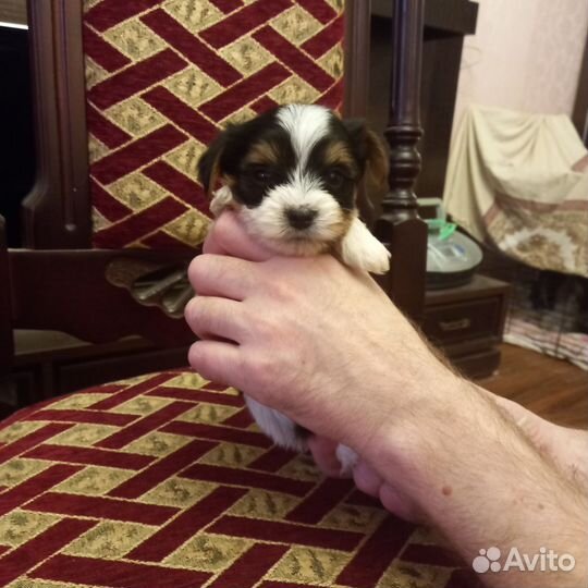 Щенки бивер йорка