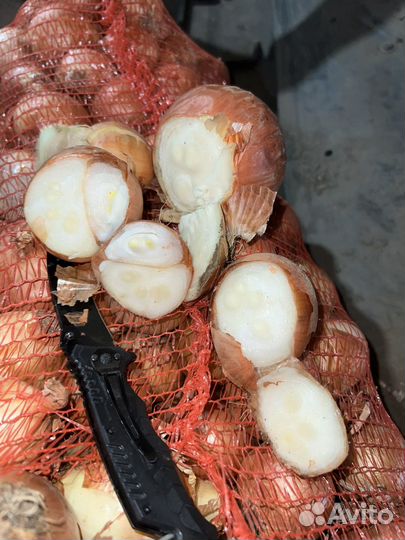 Лук мощный на выгонку пера