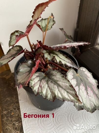 Бегония
