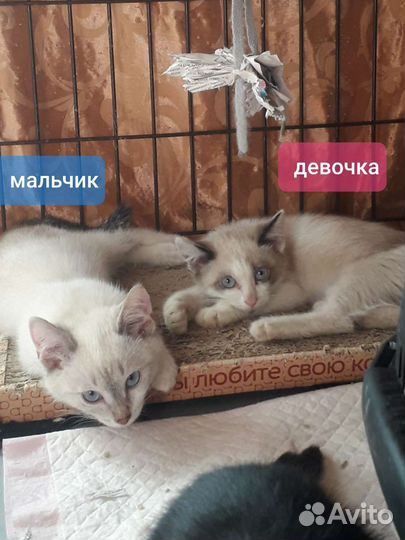Котята-метисы