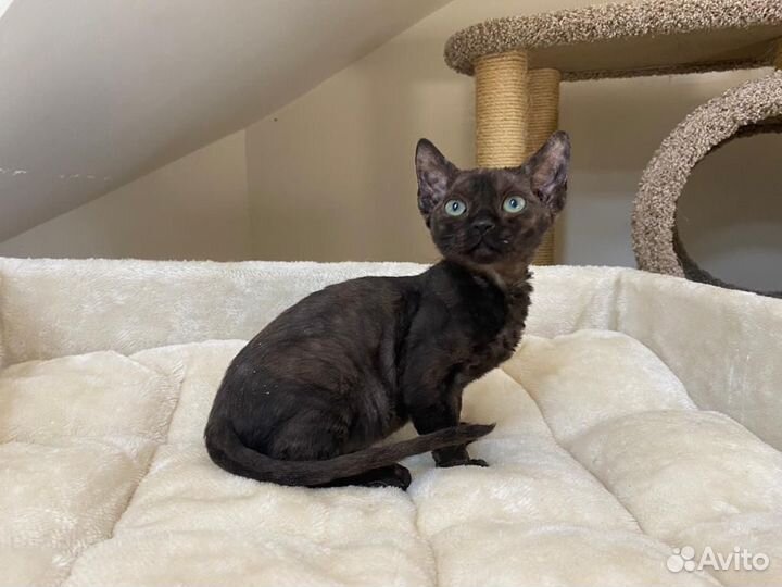 Девон рекс черный Артемон