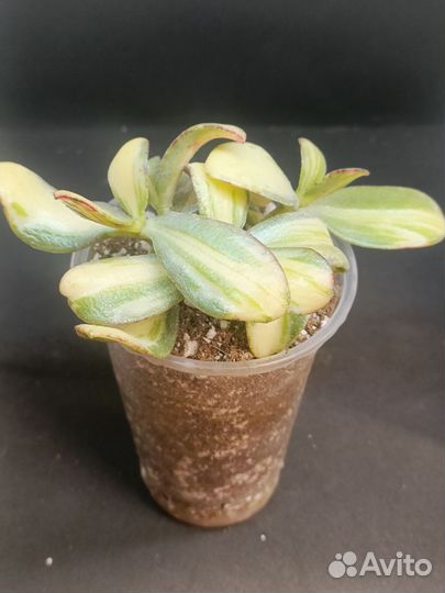 Суккуленты срезы