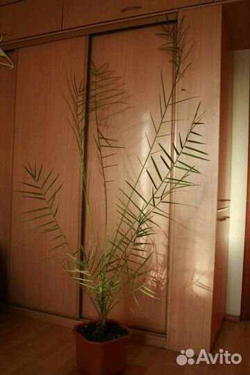 Финиковая пальма