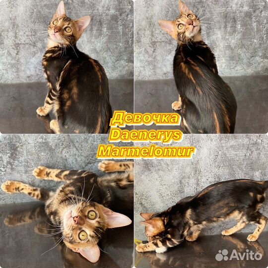 Бенгальские шикарные котята