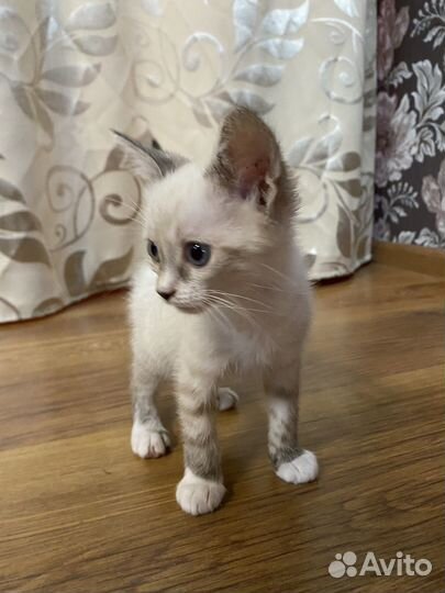 Котята в добрые руки даром