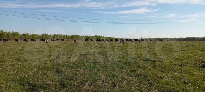 Участок 300 га (СНТ, ДНП)