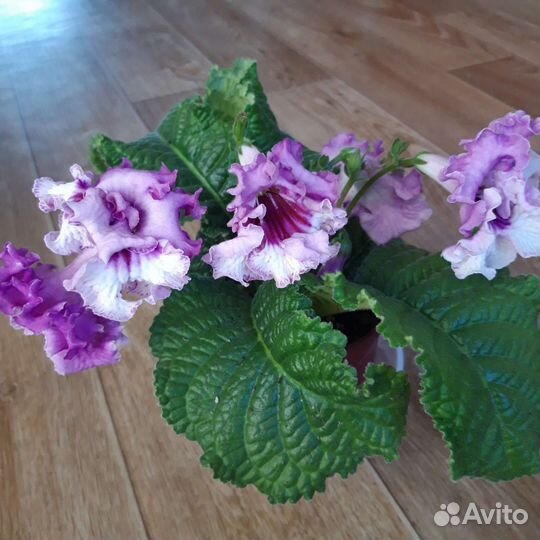 Стрептокарпусы детки