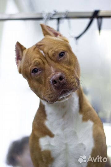 Зоосалон как прибыльный бизнес