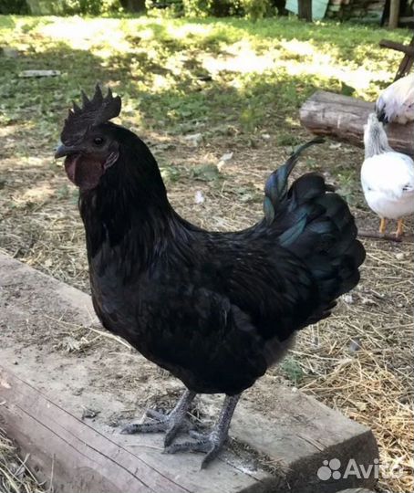 Петух ухейилюй