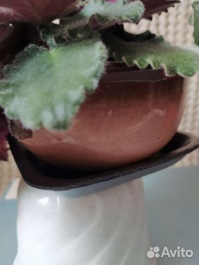 Фиалки мощные цветущие в красивых горшочках