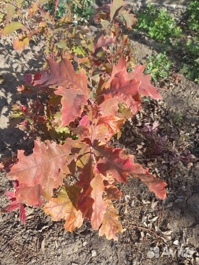 Дуб кленолистный (красный)