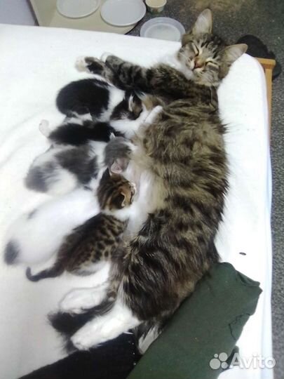 Отдам в добрые руки чудесных котяток