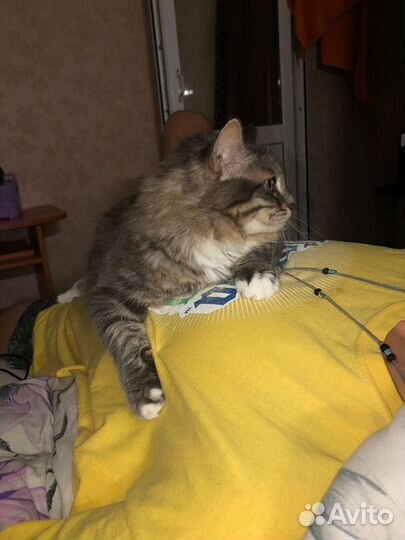 Кися в добрые руки