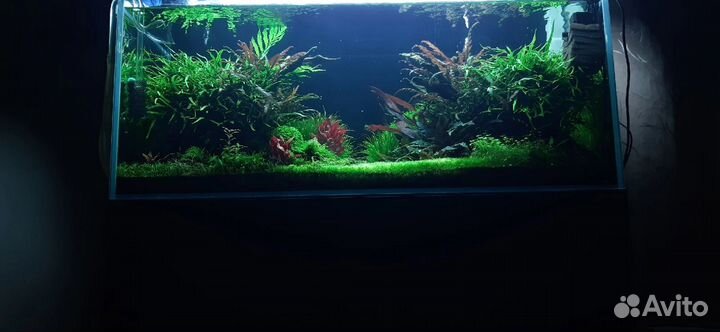 Aqua дизайн, запуск и обслуживание аквариумов