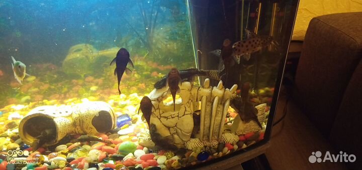 Продам аквариум