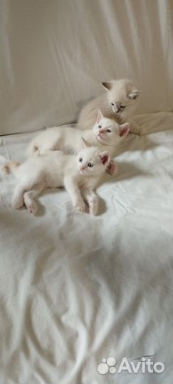 Тайские котята