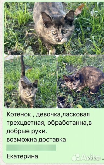 Котенок