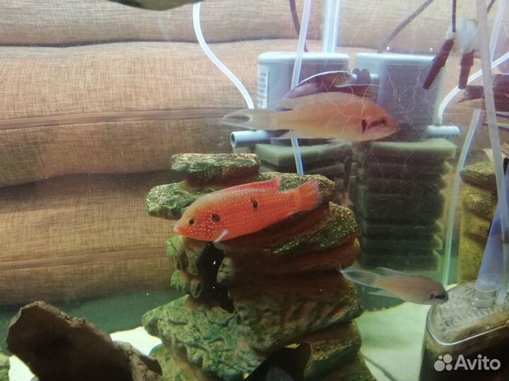 Рыбки для аквариума