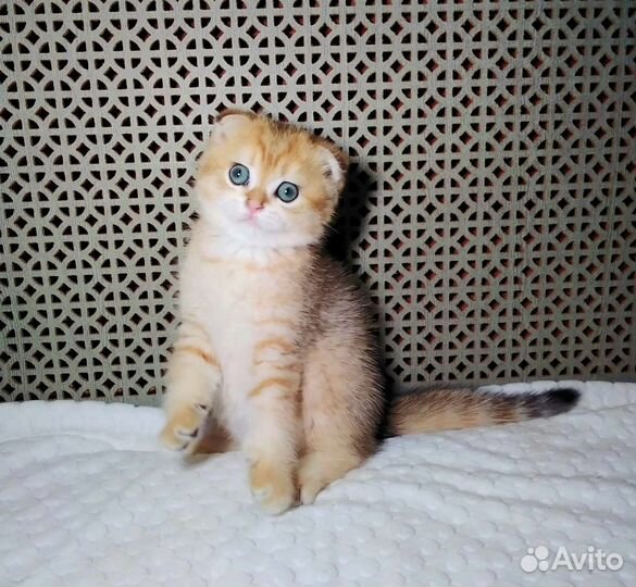 Котята золотая шиншилла