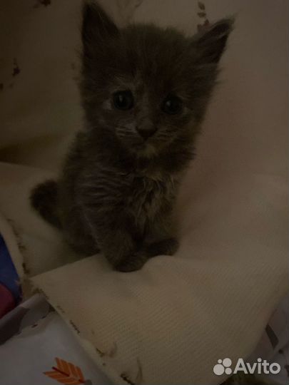 Котята в добрые руки даром