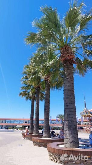 Сочи-Абхазия