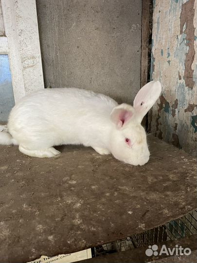 Кролик, утки