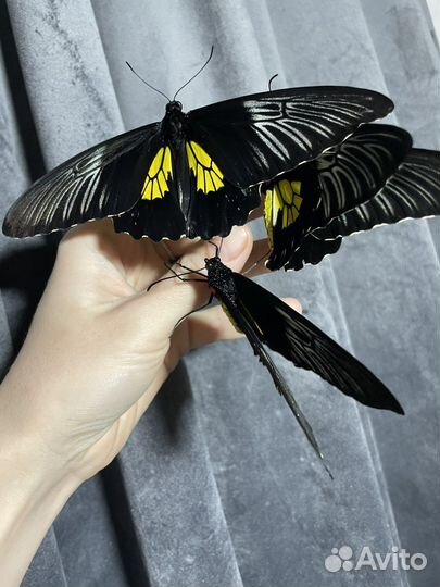 Коконы (куколки) тропических бабочек