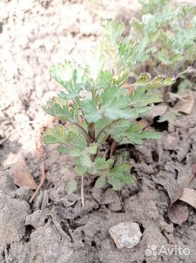 Хризантема