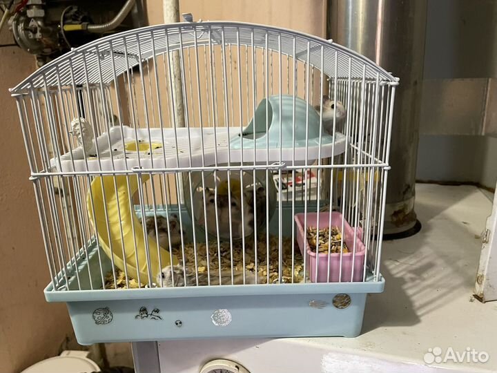 Хомяк с клеткой