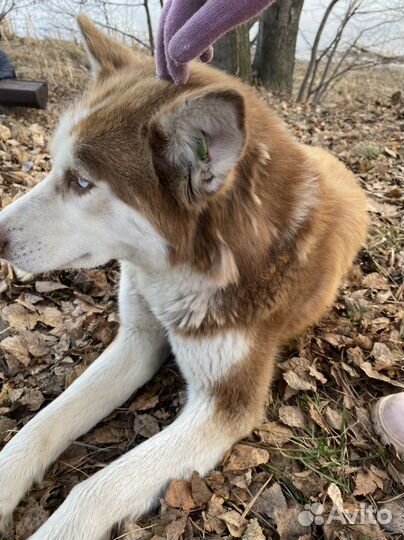 Найдена собака хаски